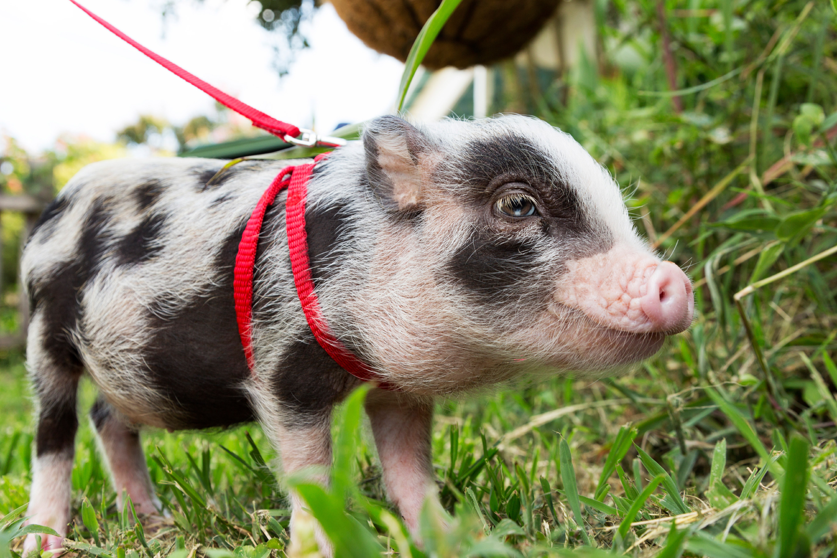 L'allevamento Di Un Nuovo Pet: Il Maialino Nano Vietnamita - Paciokland